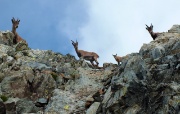 Bel ritorno al PIZZO DEL DIAVOLO DI TENDA (2916 m.) il 1 agosto 2013 - FOTOGALLERY